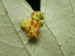 Gymnosporangium clavariiforme