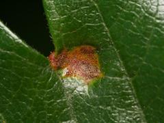 Gymnosporangium clavariiforme