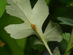 Gymnosporangium