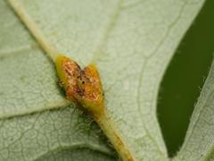 Gymnosporangium
