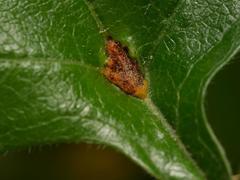 Gymnosporangium