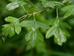 Crataegus monogyna