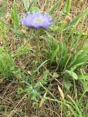 Jasione