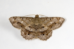 Chiasmia hebesata
