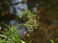 Scirpus sylvaticus