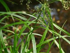 Scirpus sylvaticus