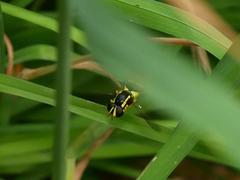 Xanthogramma pedissequum