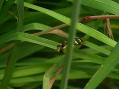 Xanthogramma pedissequum
