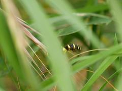 Xanthogramma pedissequum