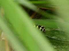Xanthogramma pedissequum