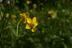 Geum japonicum
