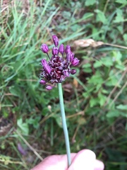 Allium