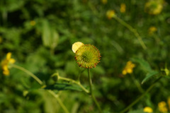 Geum japonicum