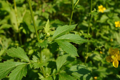 Geum japonicum