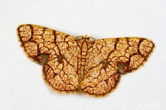 Heterostegane subtessellata