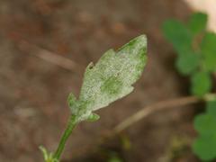 Podosphaera erigerontis-canadensis