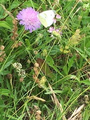 Pieris napi