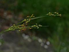 Juncus compressus