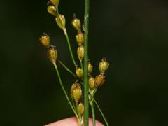 Juncus compressus