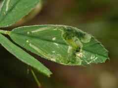 Phytoliriomyza variegata