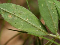 Phytoliriomyza variegata