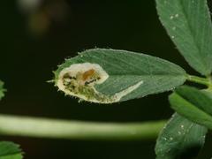 Phytoliriomyza variegata