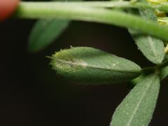 Phytoliriomyza variegata