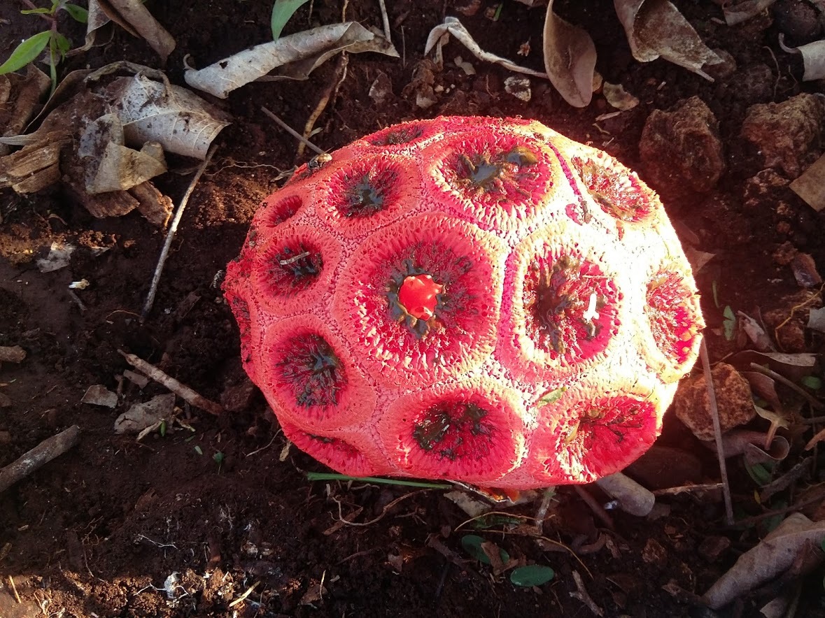 Clathrus image