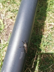 Asilinae