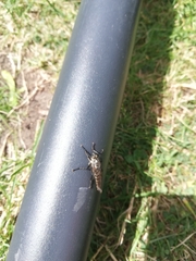 Asilinae