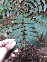 Ailanthus triphysa