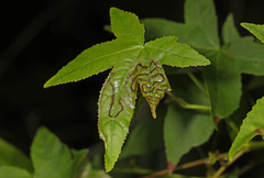 Phyllocnistis liquidambarisella