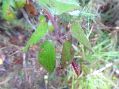 Rubus erythrops