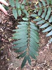 Ailanthus triphysa