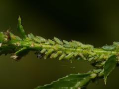 Cavariella theobaldi