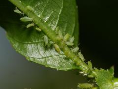 Cavariella theobaldi