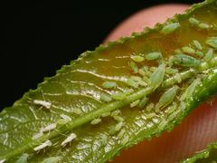 Cavariella theobaldi