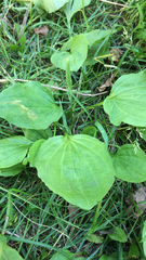 Plantago major