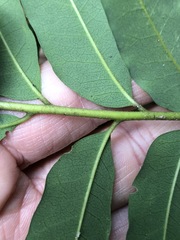 Ailanthus triphysa