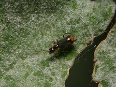 Axinotarsus pulicarius