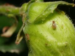 Corylobium avellanae