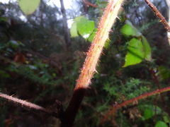 Rubus erythrops