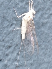 Maccaffertium modestum