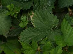 Humulus lupulus