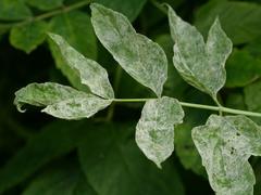 Acer negundo