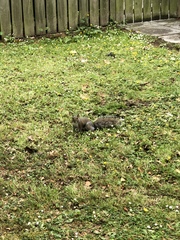 Sciurus carolinensis