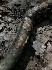 Vuilleminia comedens