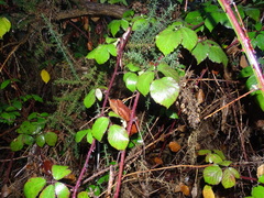 Rubus erythrops