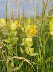 Rhinanthus alectorolophus
