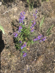 Penstemon